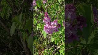 Beautiful Lilacs, Birds &amp; Loud Traffic #nature #spring #life