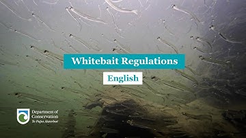 Regulations for whitebaiting