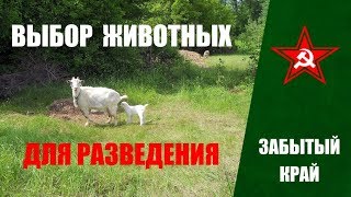 видео Венгерская мангалица: особенности породы, преимущества выращивания, уход