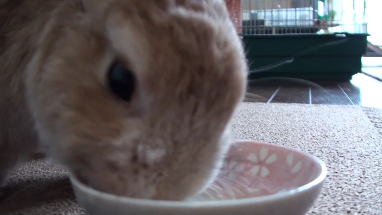 ウサギがひたすらリンゴジュースを飲む動画 Youtube