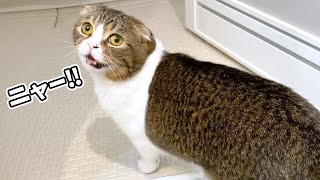 🐈甘えた声で話しかけてくる猫！