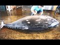 Knife Cuts 900 lb  / 410kg Giant bluefin tuna like Butter ,cutting for sashimi