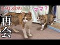 1ヶ月ぶりにママと再会、子猫は覚えてるのか？【親子の絆に感動】