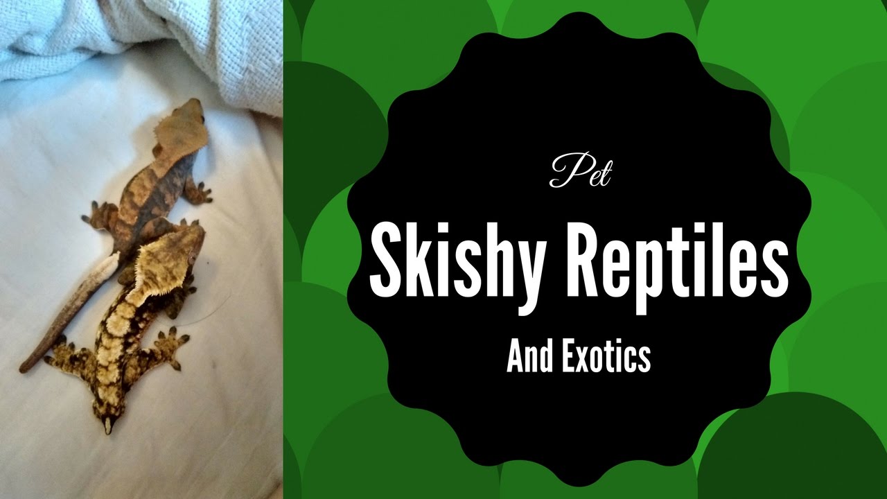 lizard skin grips Meet my Crested Geckos