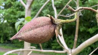 Foxglove tree - seed capsules / fruit - April 2026