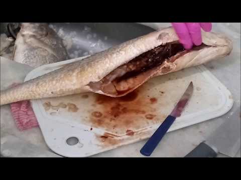 Vídeo: Como Limpar Adequadamente Qualquer Peixe Fresco