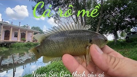 Một chuyến câu cá rô và cá thác lác ở thạnh hóa đồng tháp.. mà nó lạ lắm..