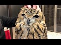 ぼうぎょ力0のフクロウの末路