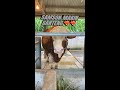 Riview sapi laksana farm riview sapi sapinya laksana farm