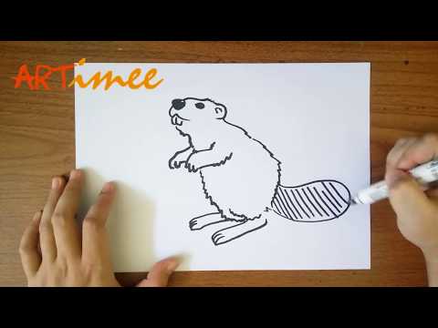 Bagaimana Menggambar Beaver