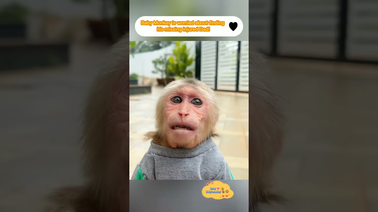 Baby Monkey is worried about finding his missing injured Dad! #monkey