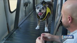 Wichita veterinarians sound the alarm on pet heat safety