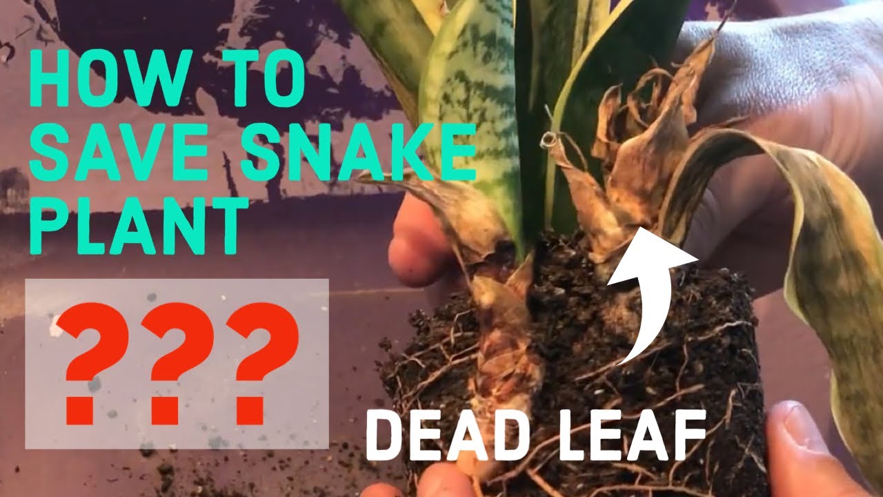 Snake Plant - Saving from overwatering (Sansevieria)