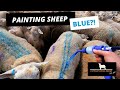 PAINTING SHEEP BLUE?! | HOW WILL THAT STOP THE SHEEP ITCHING