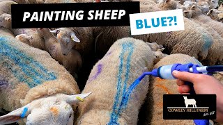 PAINTING SHEEP BLUE?! | HOW WILL THAT STOP THE SHEEP ITCHING
