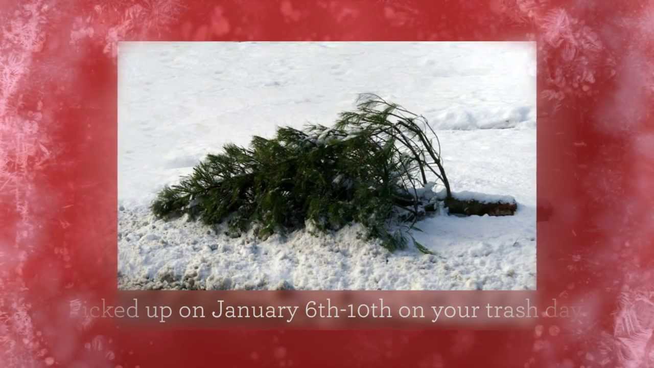 Beverly, MA Christmas Tree Pick Up YouTube