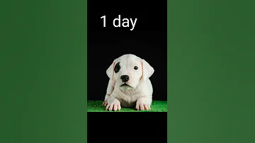 Dogo Argentino Evolution Line Dogo Argentino 10 M 