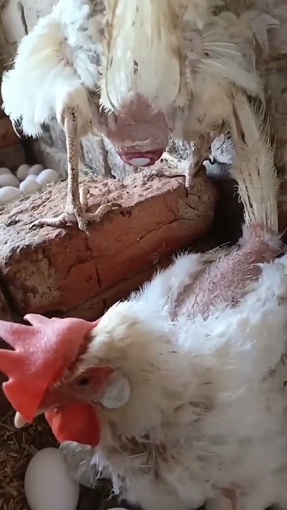 ayam broiler bertelur