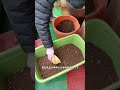 This year with the right methods and fertile soil I should be able to enjoy the potatoes I