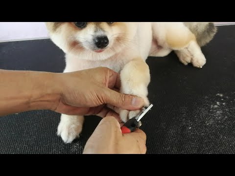 วีดีโอ: วิธีตัดเล็บน้องหมา