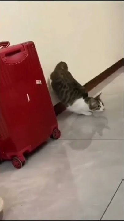 O Gato do Katchau ele é a velocidade !! KKKKKKKKKKKKKK mt fofo
