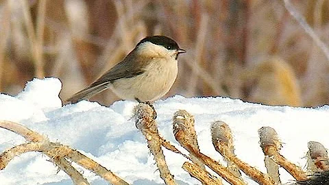 Гаичка буроголовая (Parus palustris) | Film Studio Aves