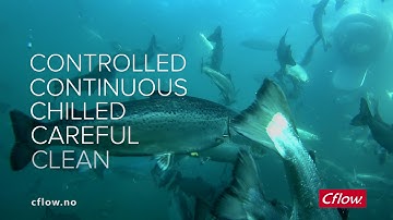 Cflow Live fish handling