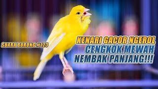 SUARA BURUNG |123| Kenari GACOR PANJANG INI Cocok untuk Masteran KENARI PAUD dan Kenari Macet BUNYI