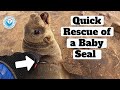 Quick Baby Seal Rescue at Cape Cross