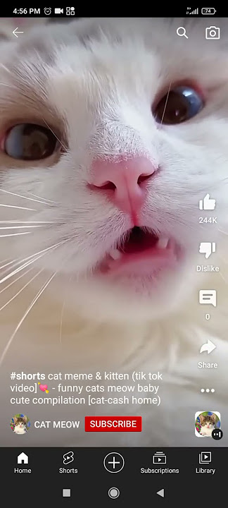 Cat meowing #trending #youtube#cute