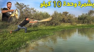 كل شمرة سمتية وزن كيلو Fishing