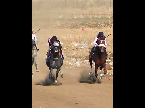 أقوى تحدي سباقات الخيل العربية الحصان شمردل الحصان شيخ الهلال الخيل العربية فروسية سباقات الخيل