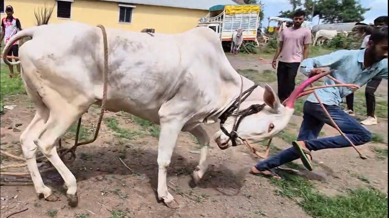 समीरभैय्या पत्रिवाले यांची पिढ्या पासून चालत आलेली कला / khillar cow 