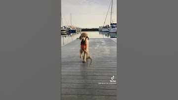 Get yourself a good boat dog 🫶🏻⛵️🐩 #rebootthecatamaran #boat #catamaran #sailing #catamaranlife