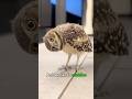 This man found an owl that had lost its mother and then this happened