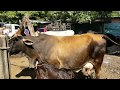 Vacas paridas en San Miguel El Salvador