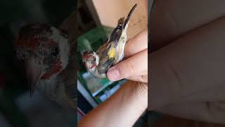What is this goldfinch? Male or Female? Leave your comment...