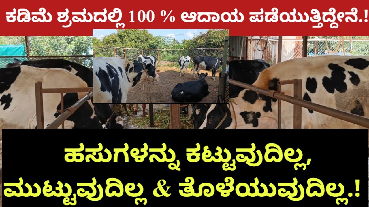 ಹಸುಗಳನ್ನು ಕಟ್ಟುವುದಿಲ್ಲ, ಮುಟ್ಟುವುದಿಲ್ಲ &ತೊಳೆಯುವುದಿಲ್ಲ. ನಾನು ಶ್ರಮವಿಲ್ಲದೆ ಹಸು ಸಾಕಿ 100% ಆದಾಯ ಸಿಗುತ್ತಿದೆ