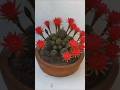Beautiful flowers #flowers #shorts #cactus #cactusflowers #ytshorts