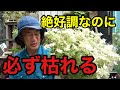 ガーデニングは好きな花ほど枯れます。【園芸超人カーメン君】
