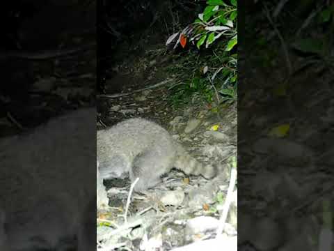 JTC Shorts Three Legged Raccoon 