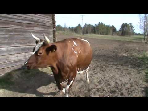 Video: Mikä on lehmän palsternakka: lehmän palsternakan kasvatusolosuhteet ja paljon muuta