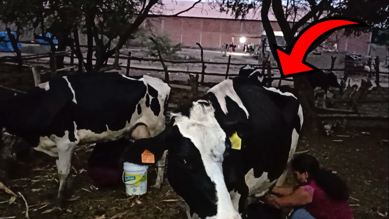 ORDEÑANDO VACAS LECHERAS A MANO - Mi Granja Jireh - YouTube