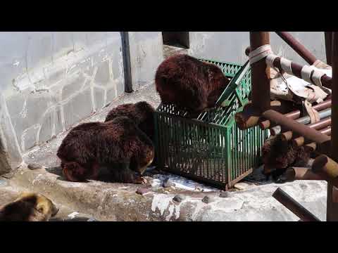のぼりべつクマ牧場 第二牧場　 エサやり実験の様子｜LIB