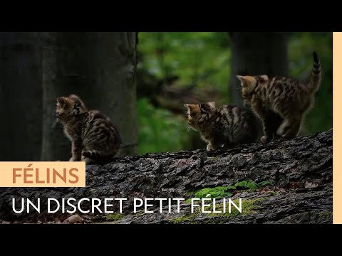 Vidéo: Comment améliorer la vie d'un chat sauvage