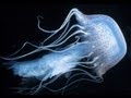El único ser vivo inmortal: La medusa