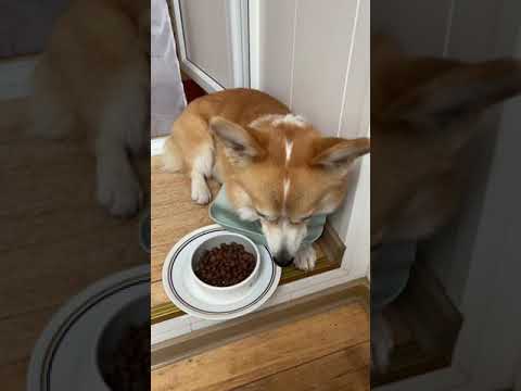 Видео: 3 преимущества собаки жует