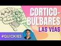 Vías Corticobulbares: Funciones Motoras