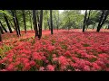 朝校歌〜小平市立第十小学校