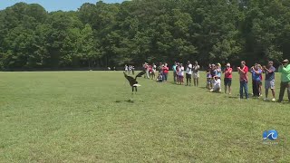 Bald eagle released into wild in Newport News